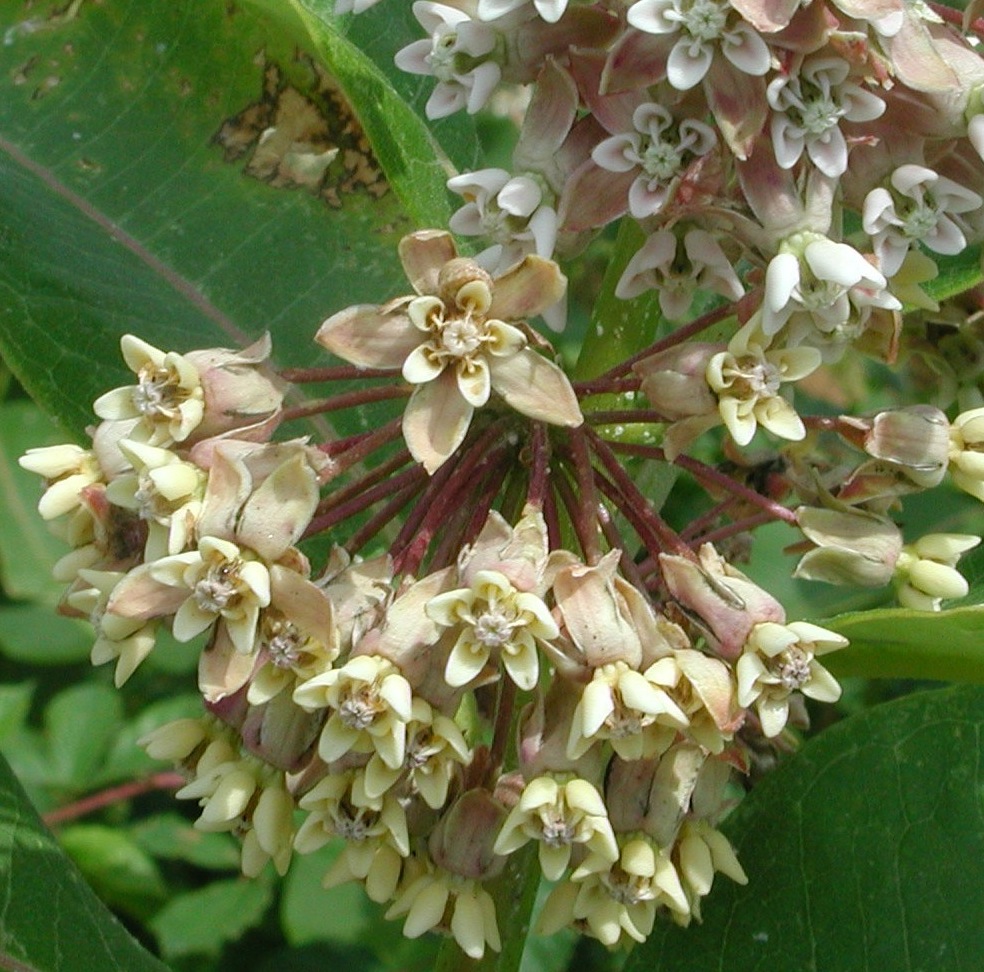Asclepias syriaca / Albero della seta